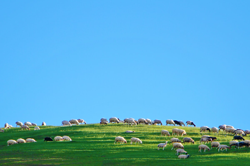 Đáp án Bài Nghe IELTS Listening: "Visiting the Sheepmarket Area"